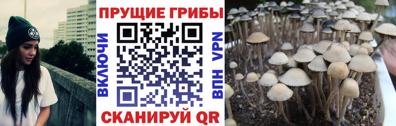 купить наркотик  Уссурийск  Псилоцибиновые грибы мицелий 